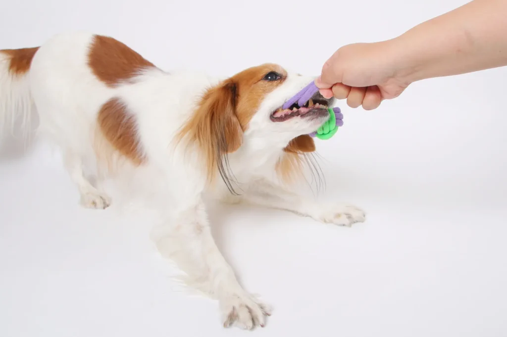 犬 ロープ の おもちゃ