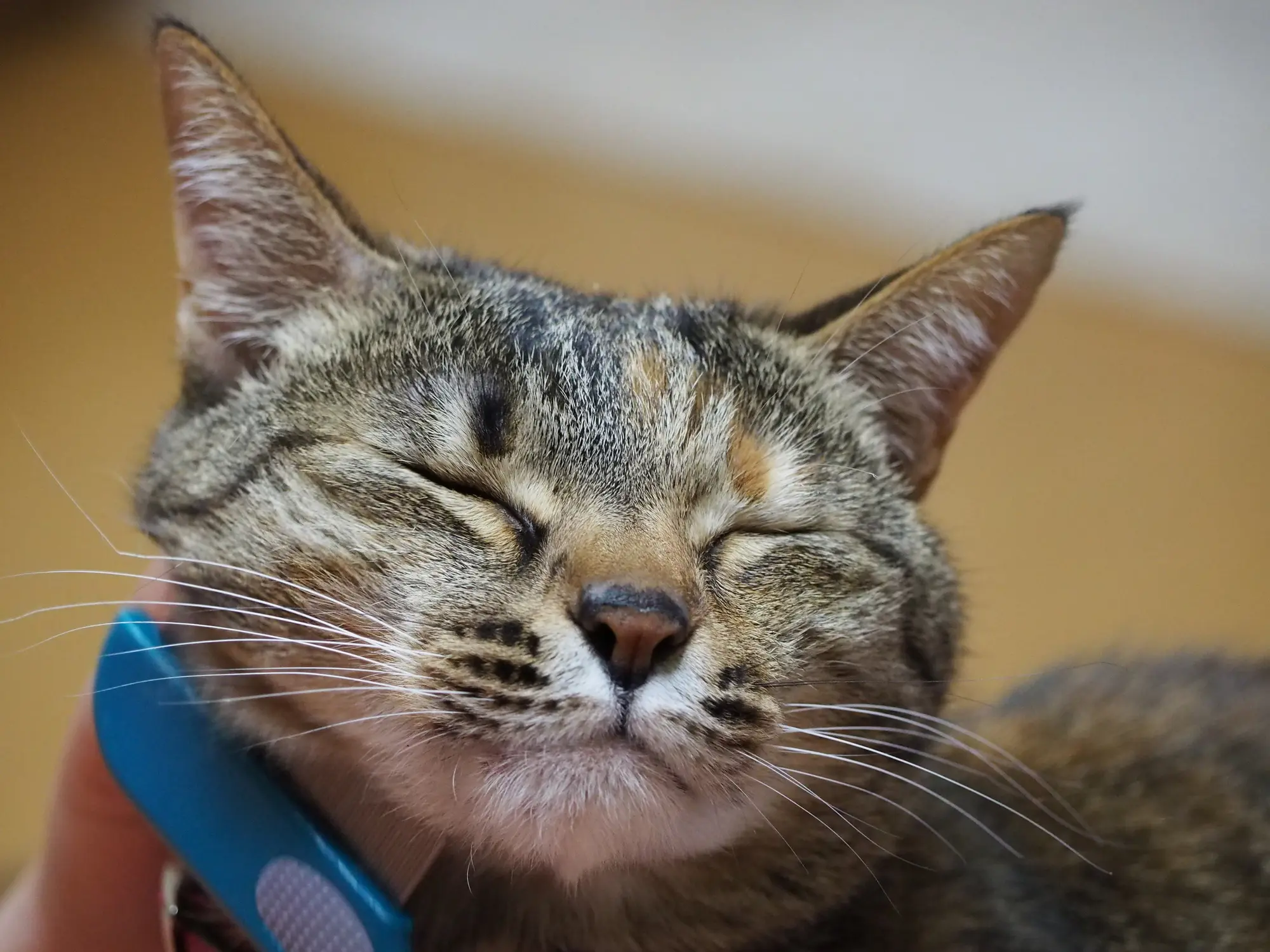 猫 ノミ 取り ブラシ