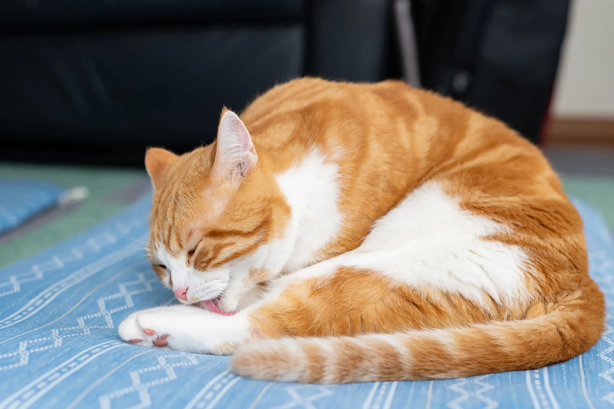 猫 毛づくろい 噛む