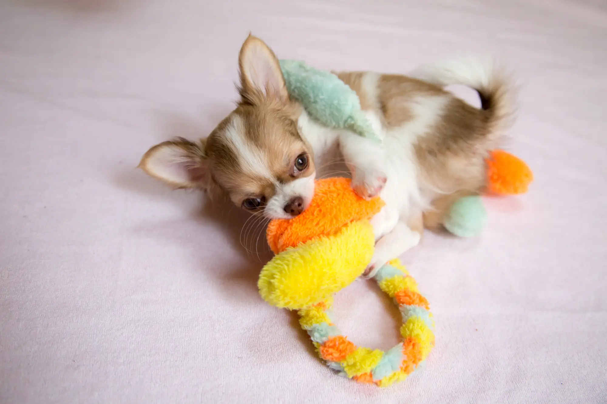犬 知育玩具 留守番