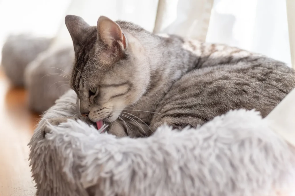 猫 毛づくろい ブヒブヒ