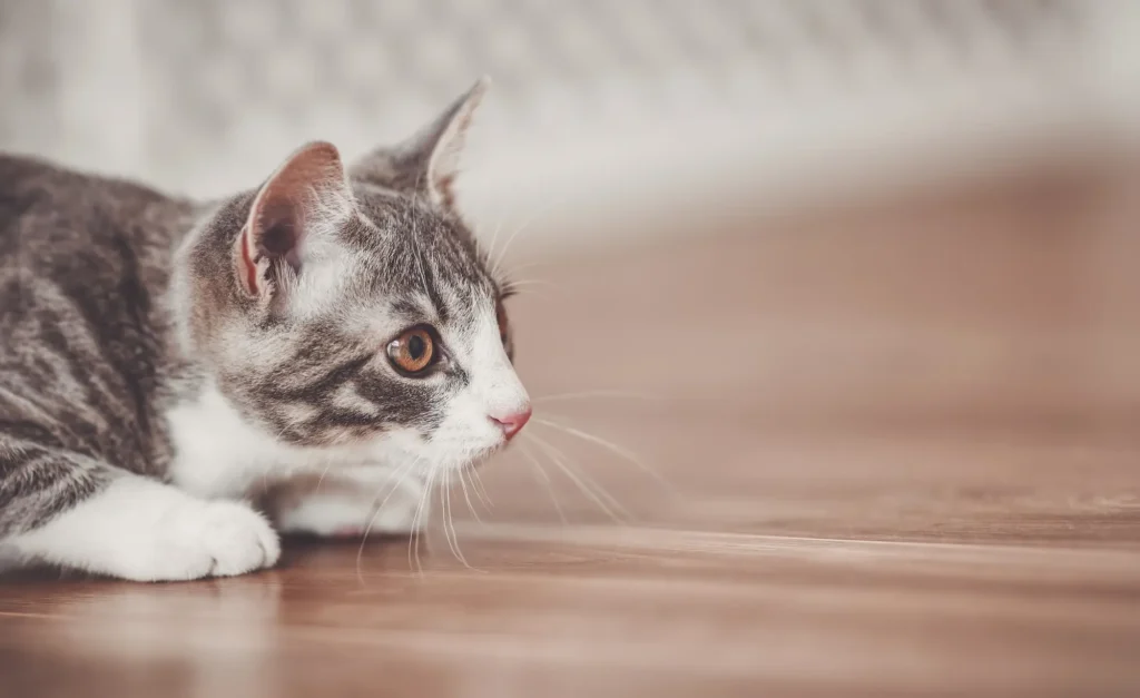 猫 おもちゃ 虫