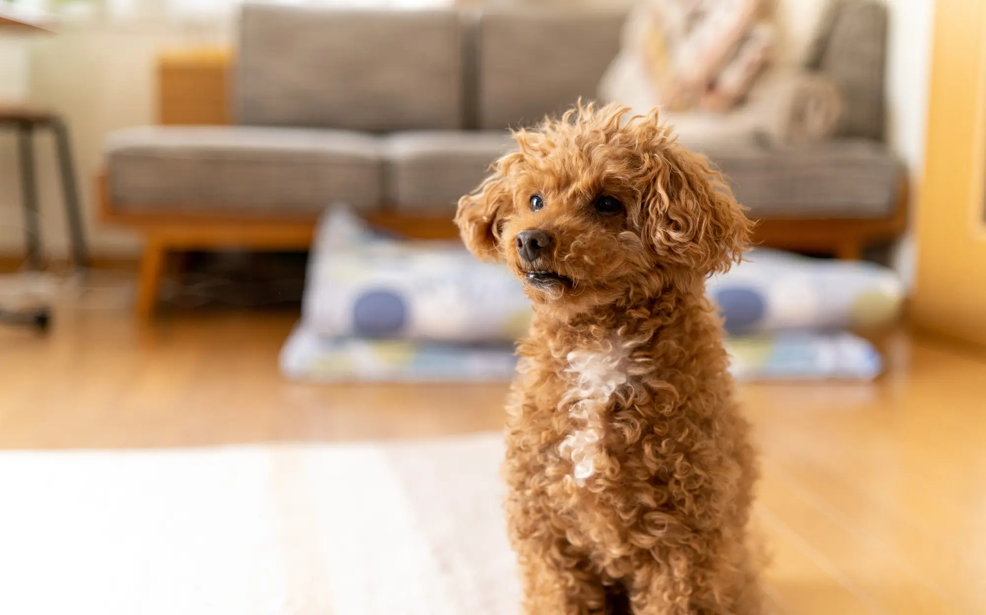 犬 知育玩具 ノーズワーク