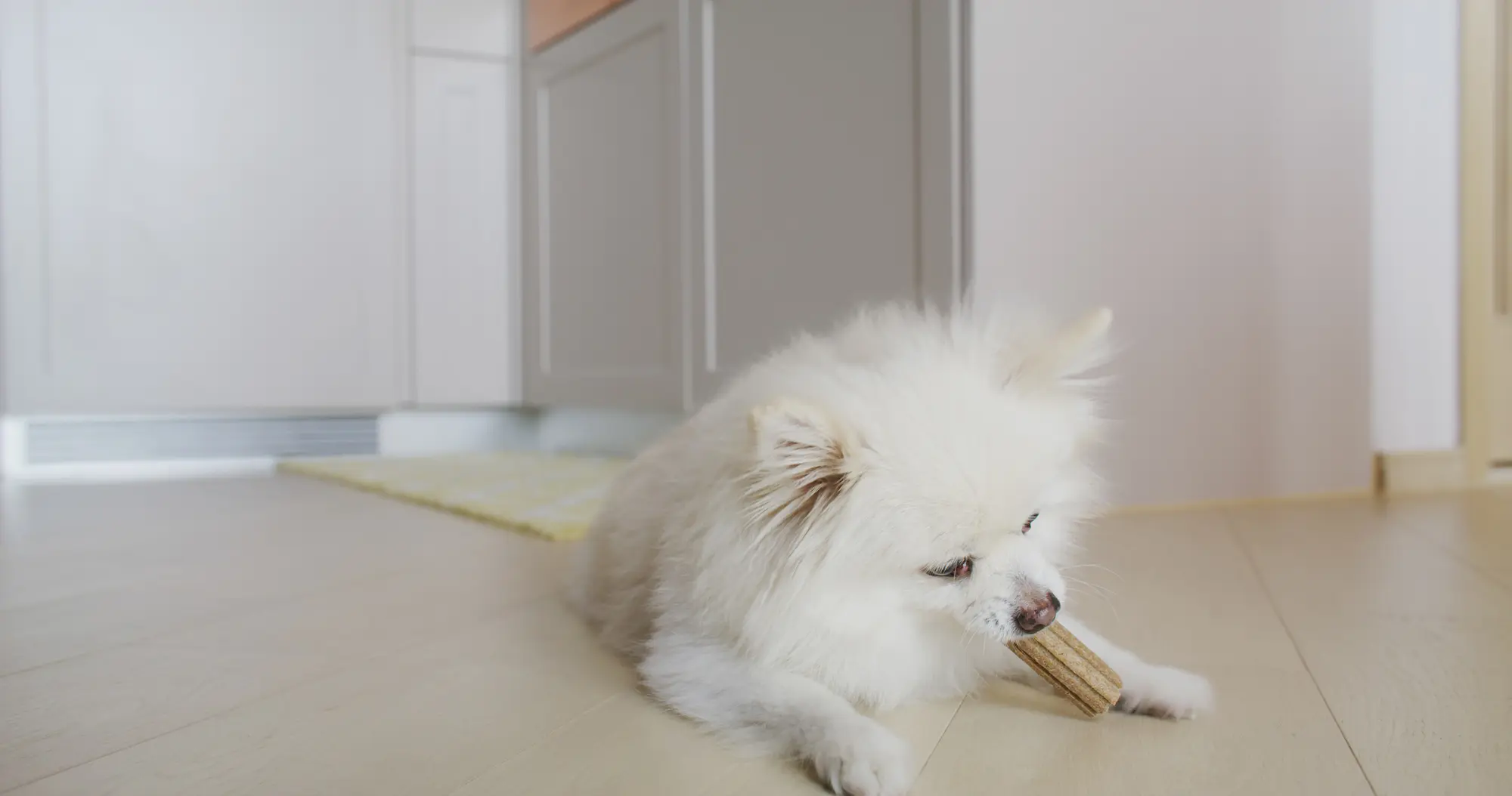 犬 留守番 おやつ 長持ち
