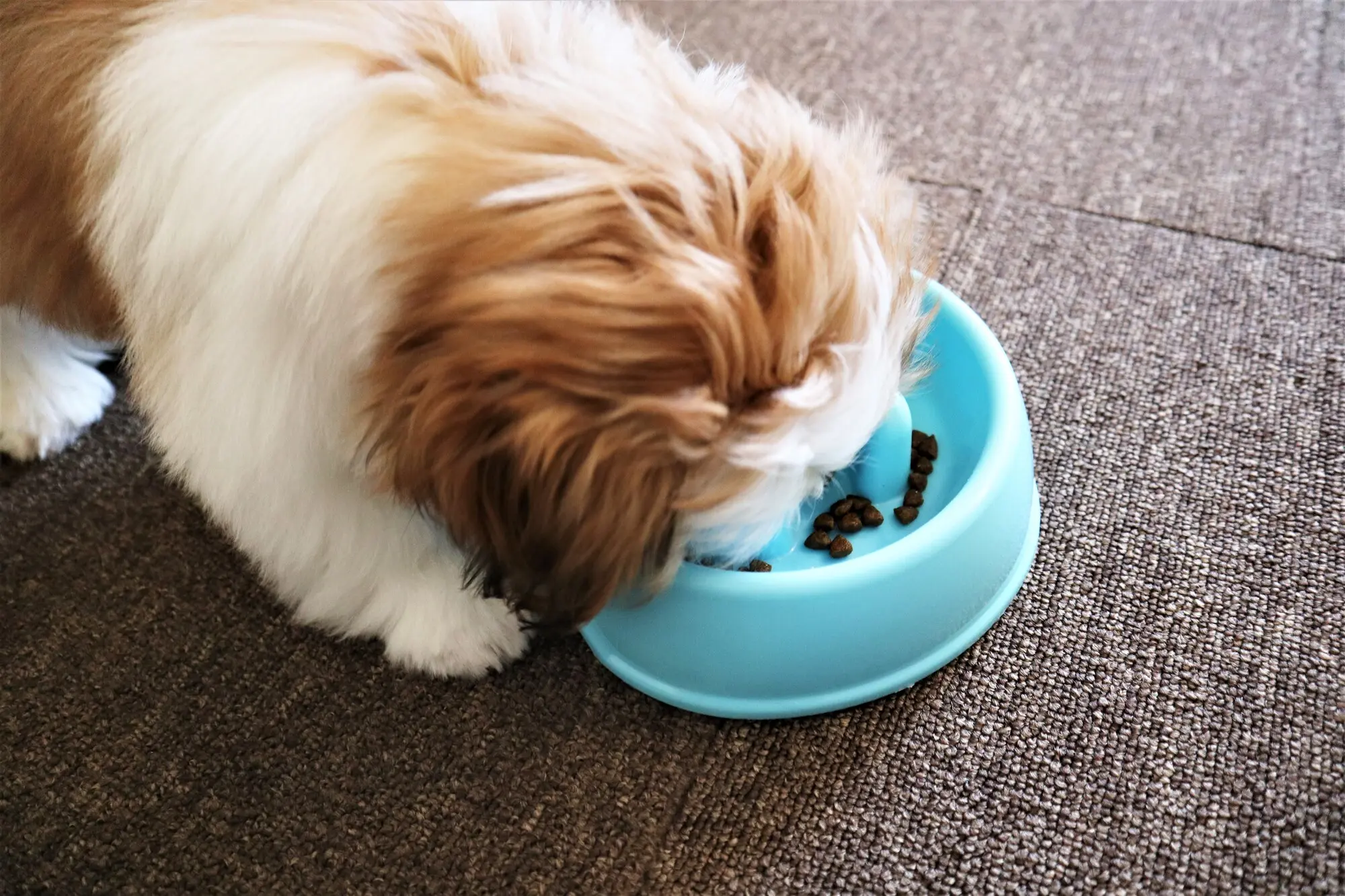 早食い 防止 犬 陶器