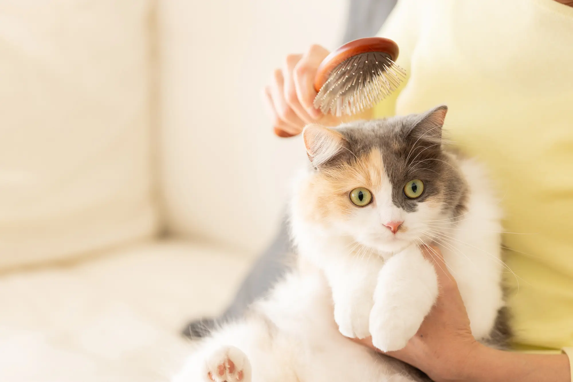 ブラッシング 嫌いな 猫 ブラシ