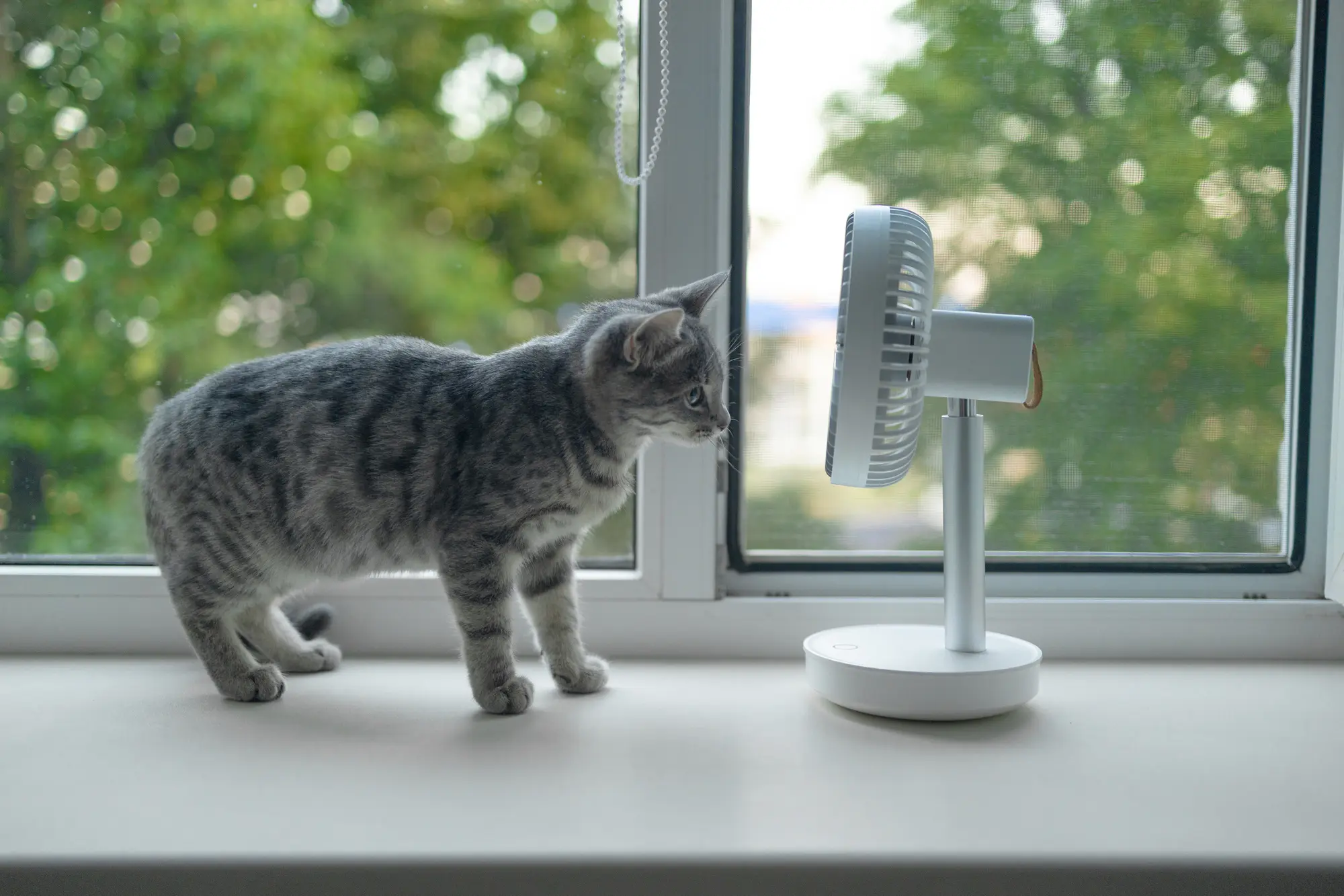 猫 暑さ対策グッズ