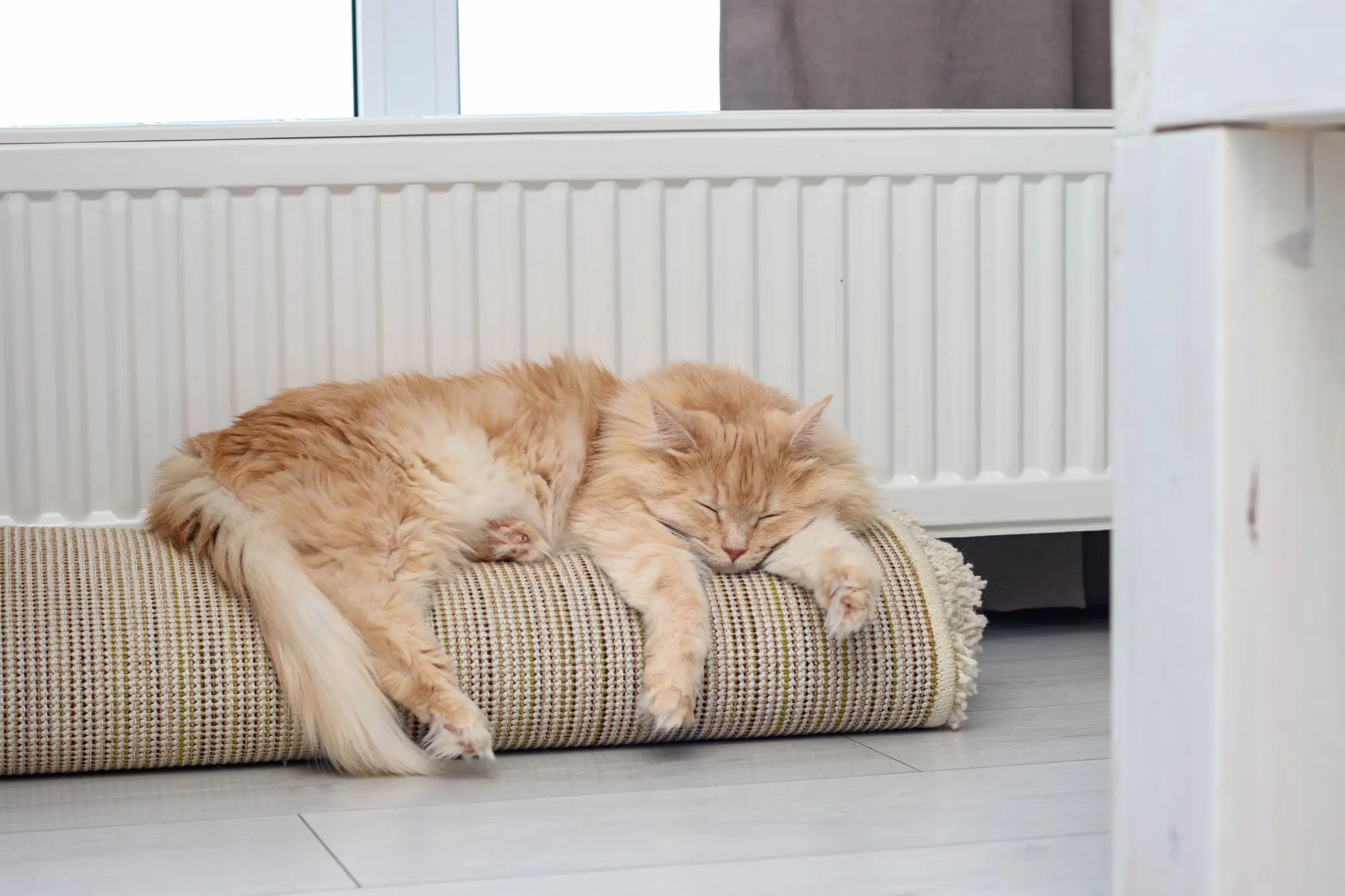 猫 暑さ対策 ペットボトル