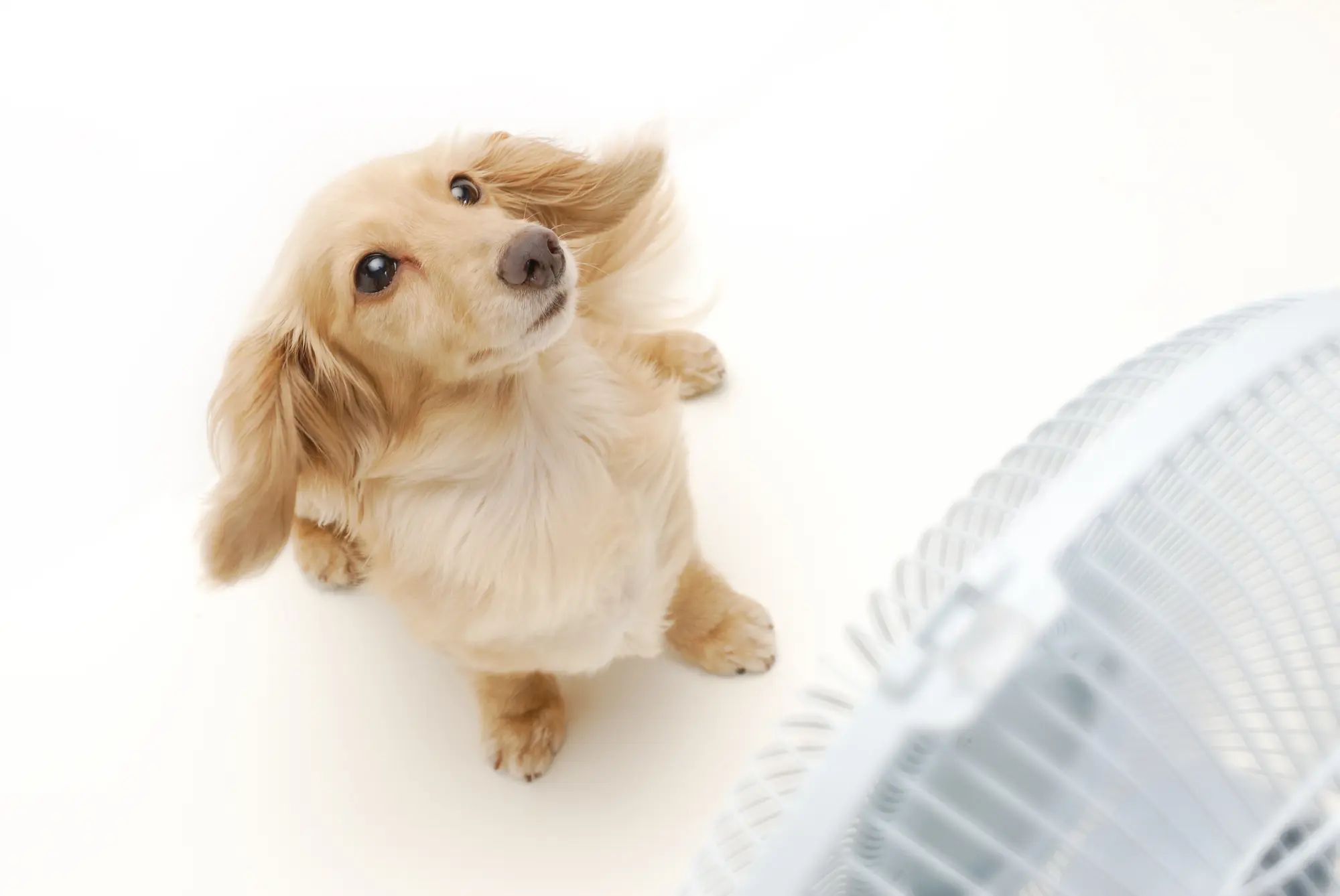 犬 暑さ対策 エアコンなし