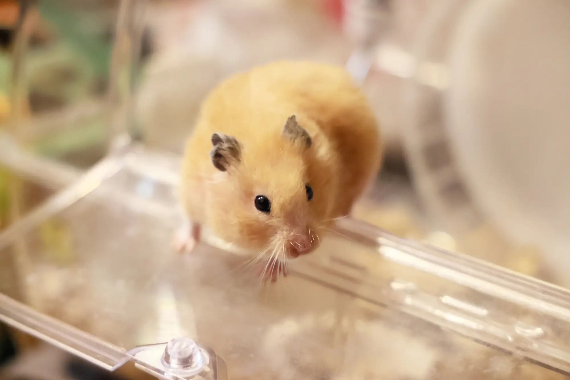ハムスター ケージ 掃除しやすい
