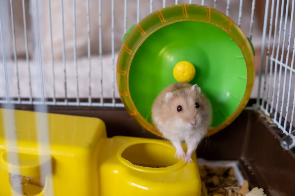 ハムスター ケージ おしゃれ