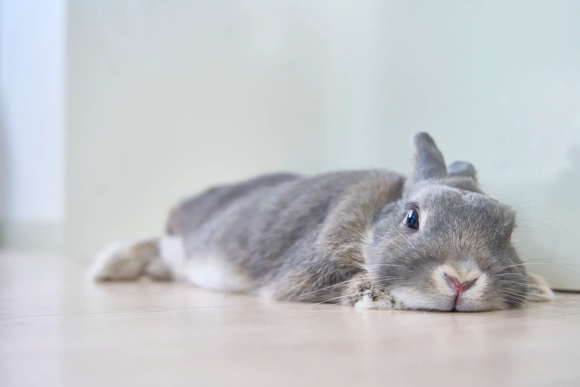 うさぎ 夏 対策