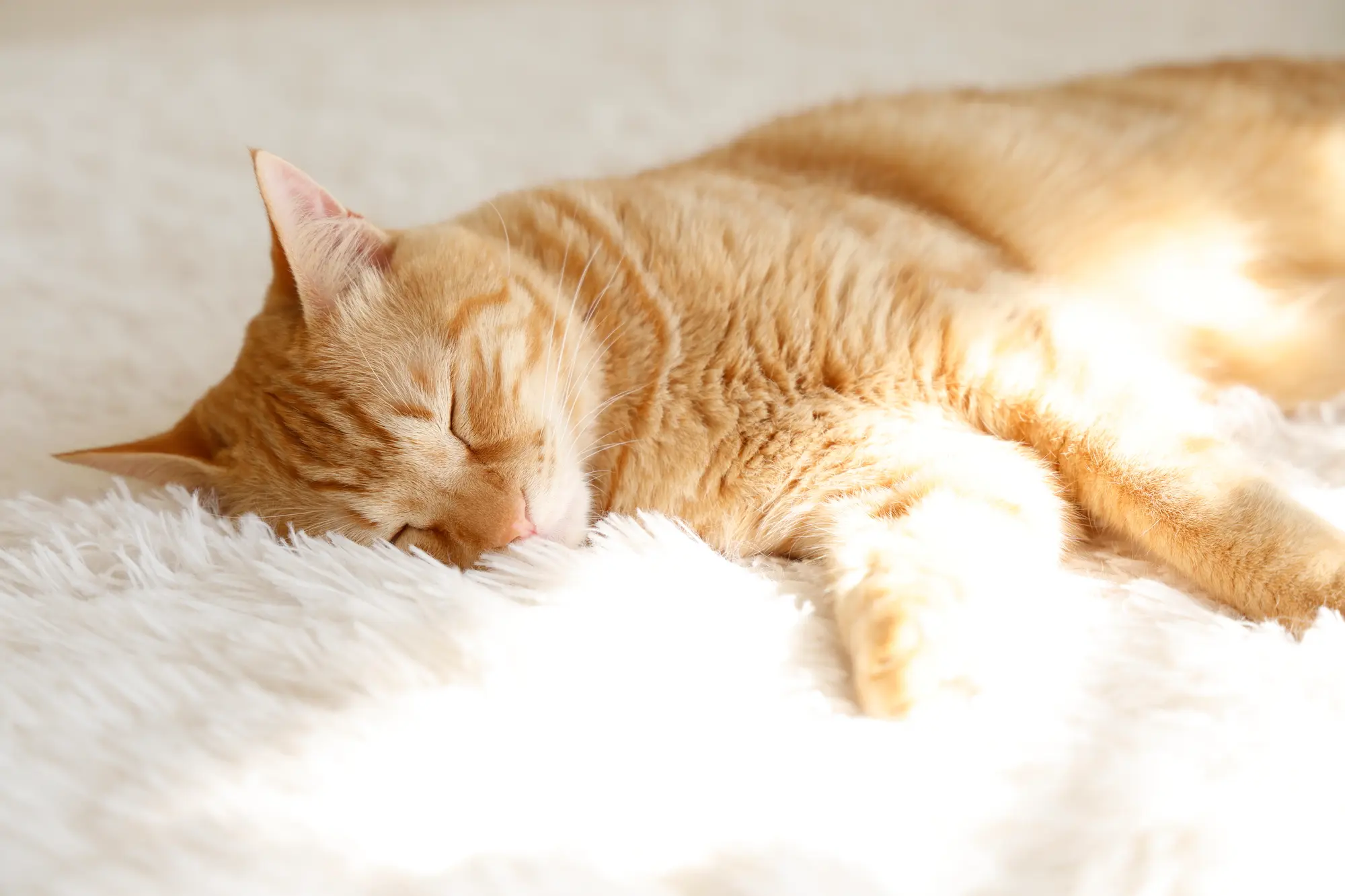 猫 暑さ対策 エアコンなし