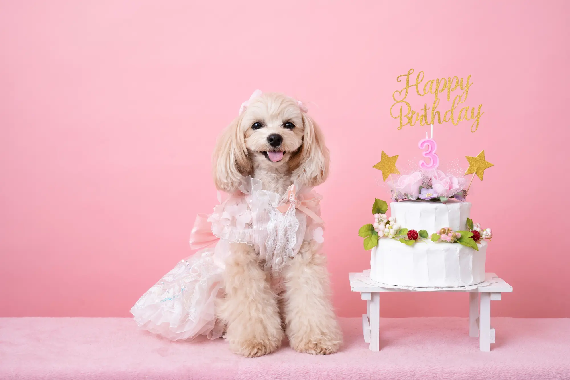 犬 誕生日 インスタ映え