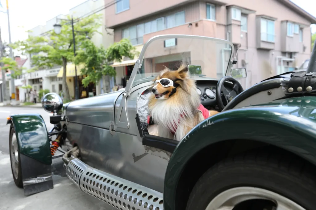 犬用 ゴーグル おすすめ