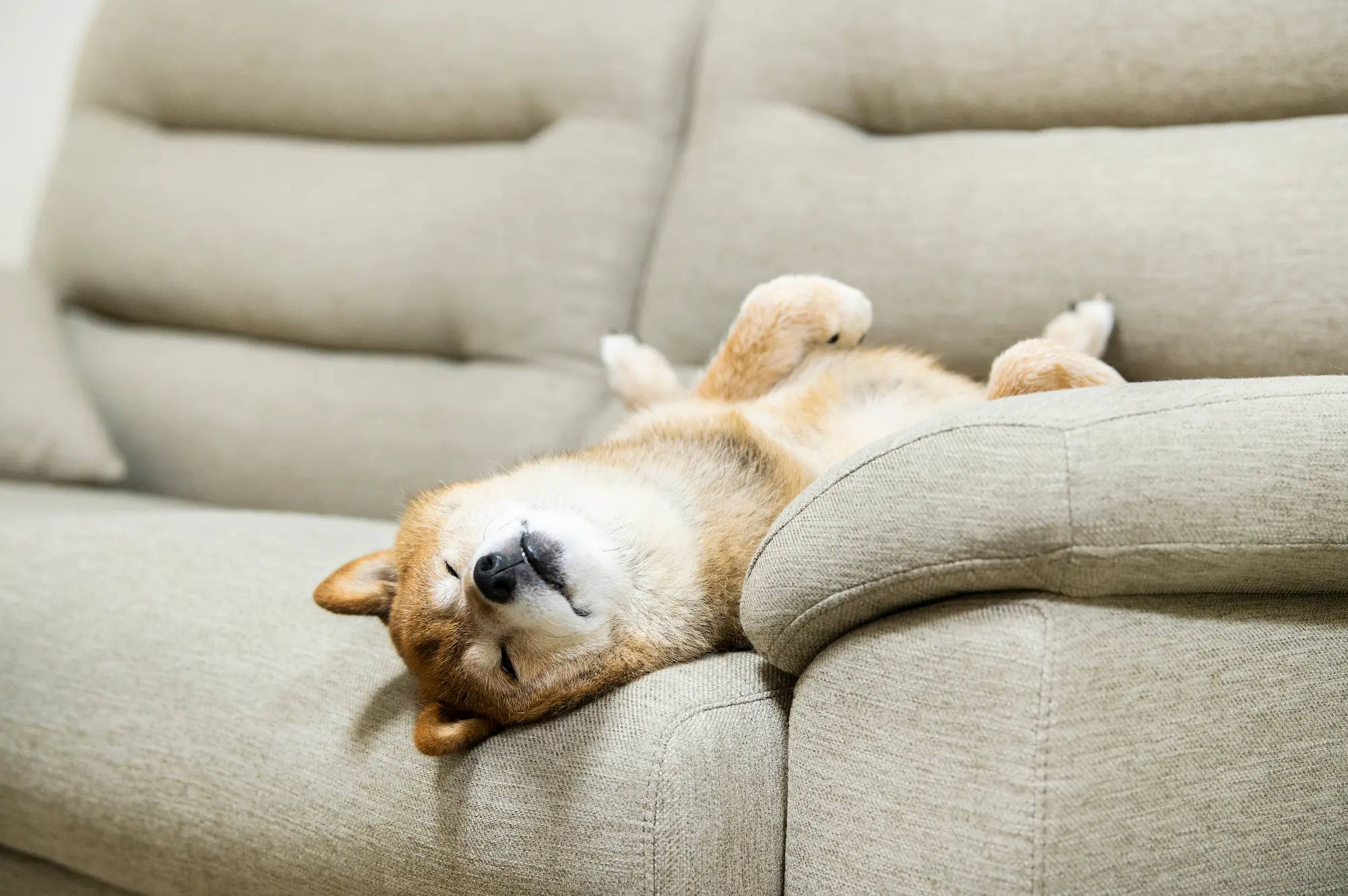 犬の毛 対策