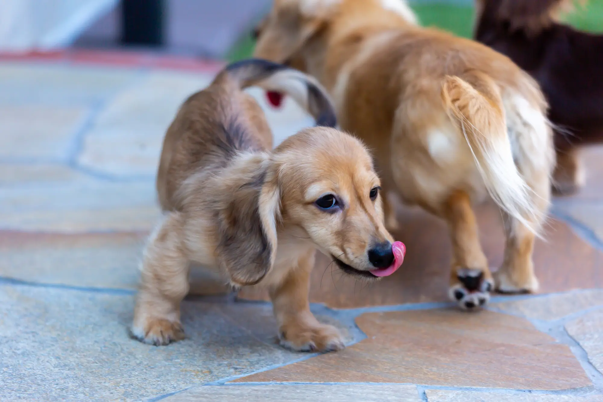 犬 外飼い 暑さ対策 グッズ