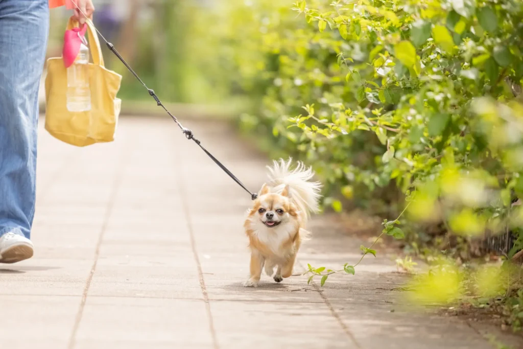 犬 散歩 便利グッズ