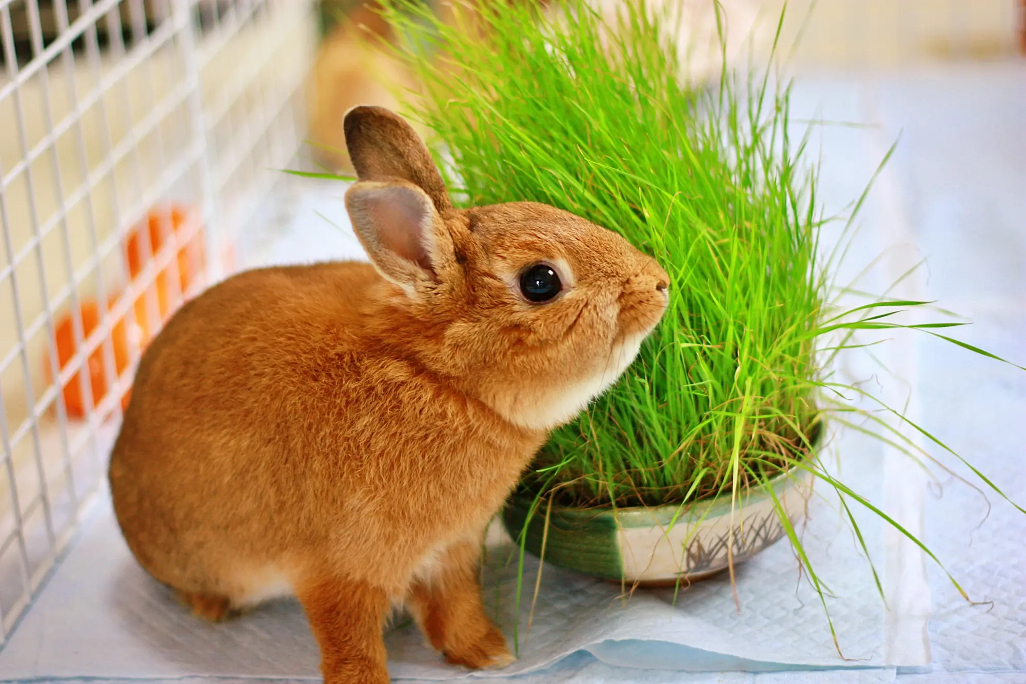 うさぎ の 飼い 方 室内
