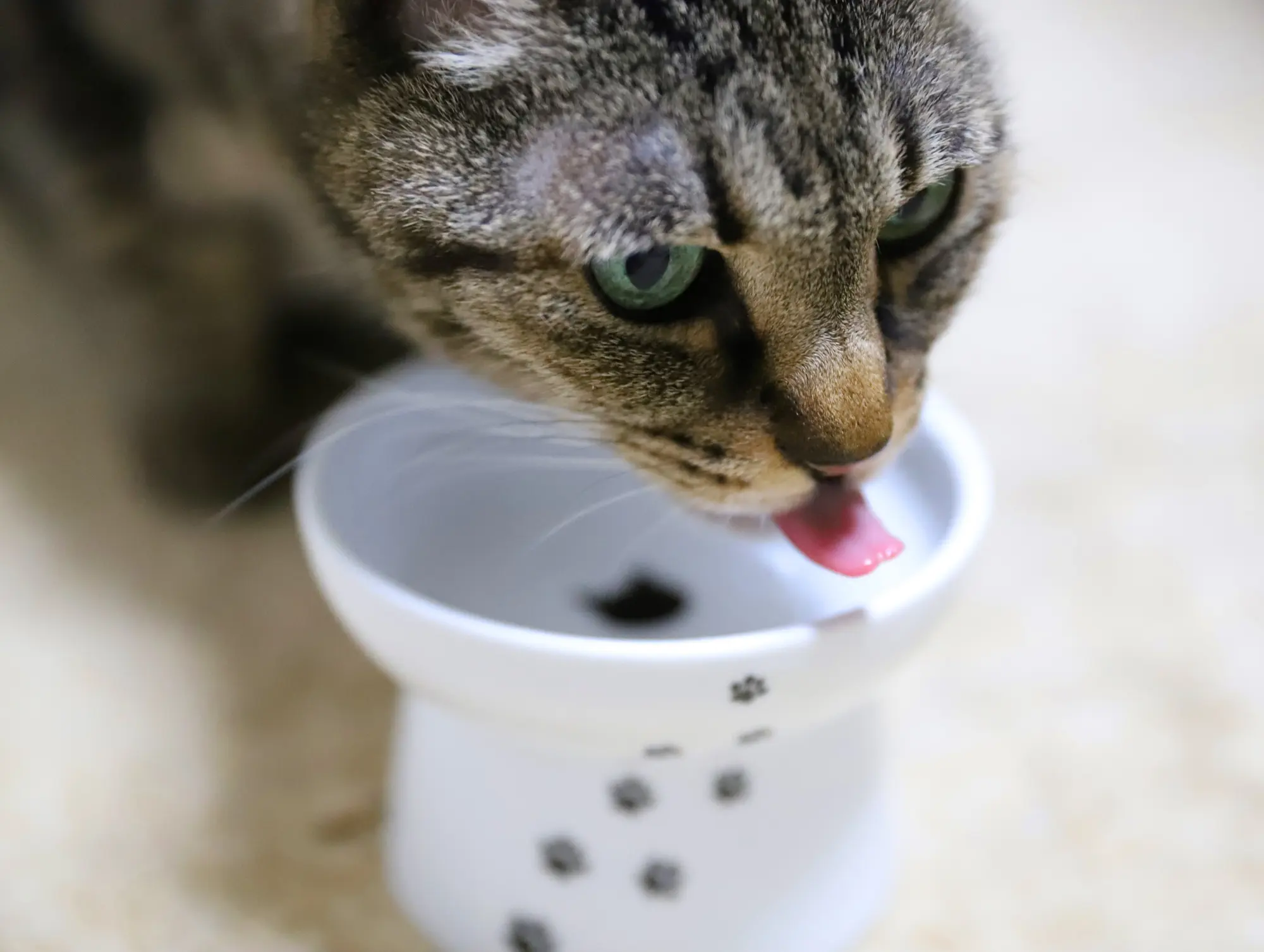 猫 便秘 ちゅーる
