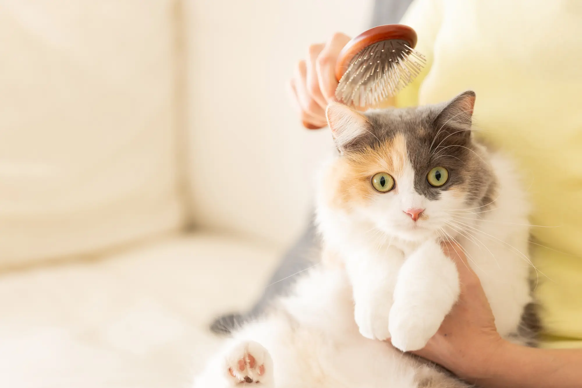 猫 短毛 ブラシ おすすめ