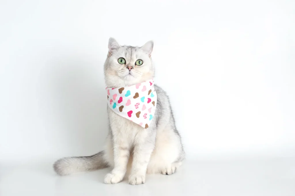 猫 スタイ