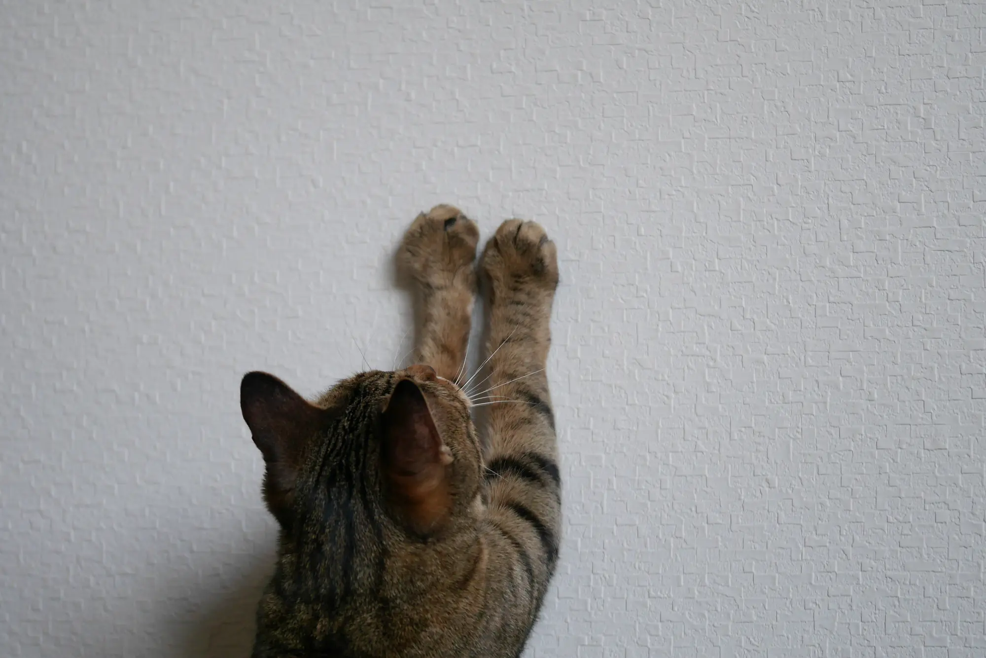 猫 壁保護シート