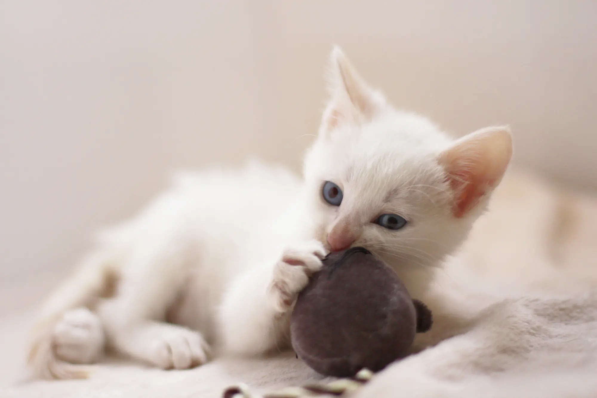 子猫 おもちゃ 噛む