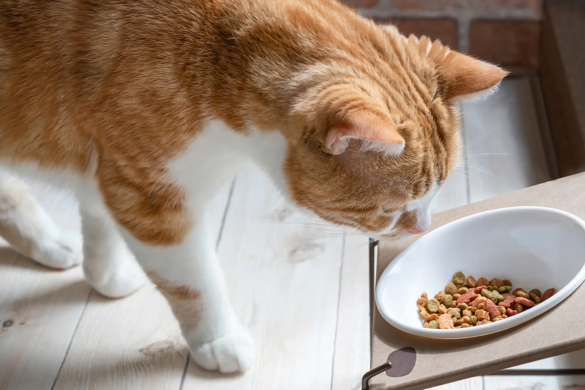 猫 食べやすい 食器