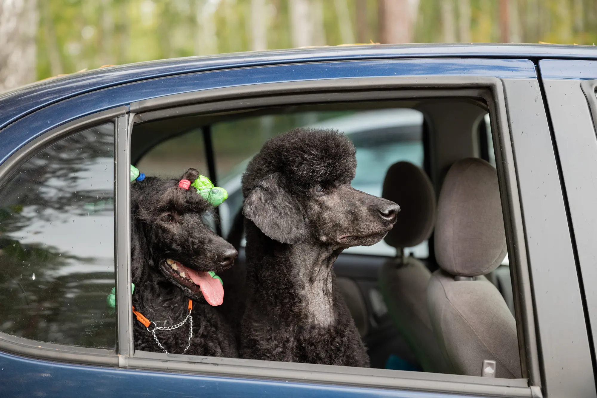 車 犬の毛 対策