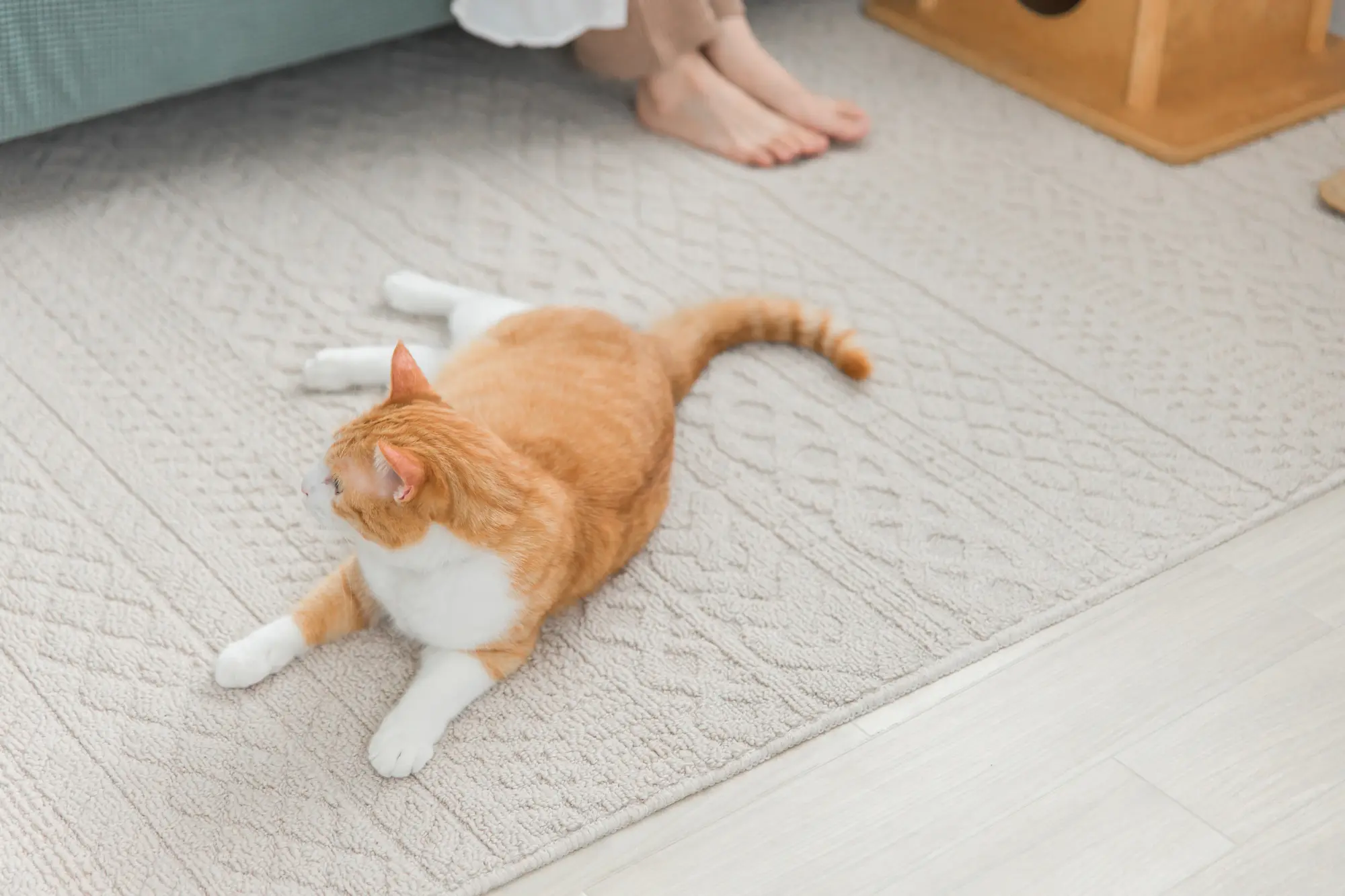 猫 カーペット 電気