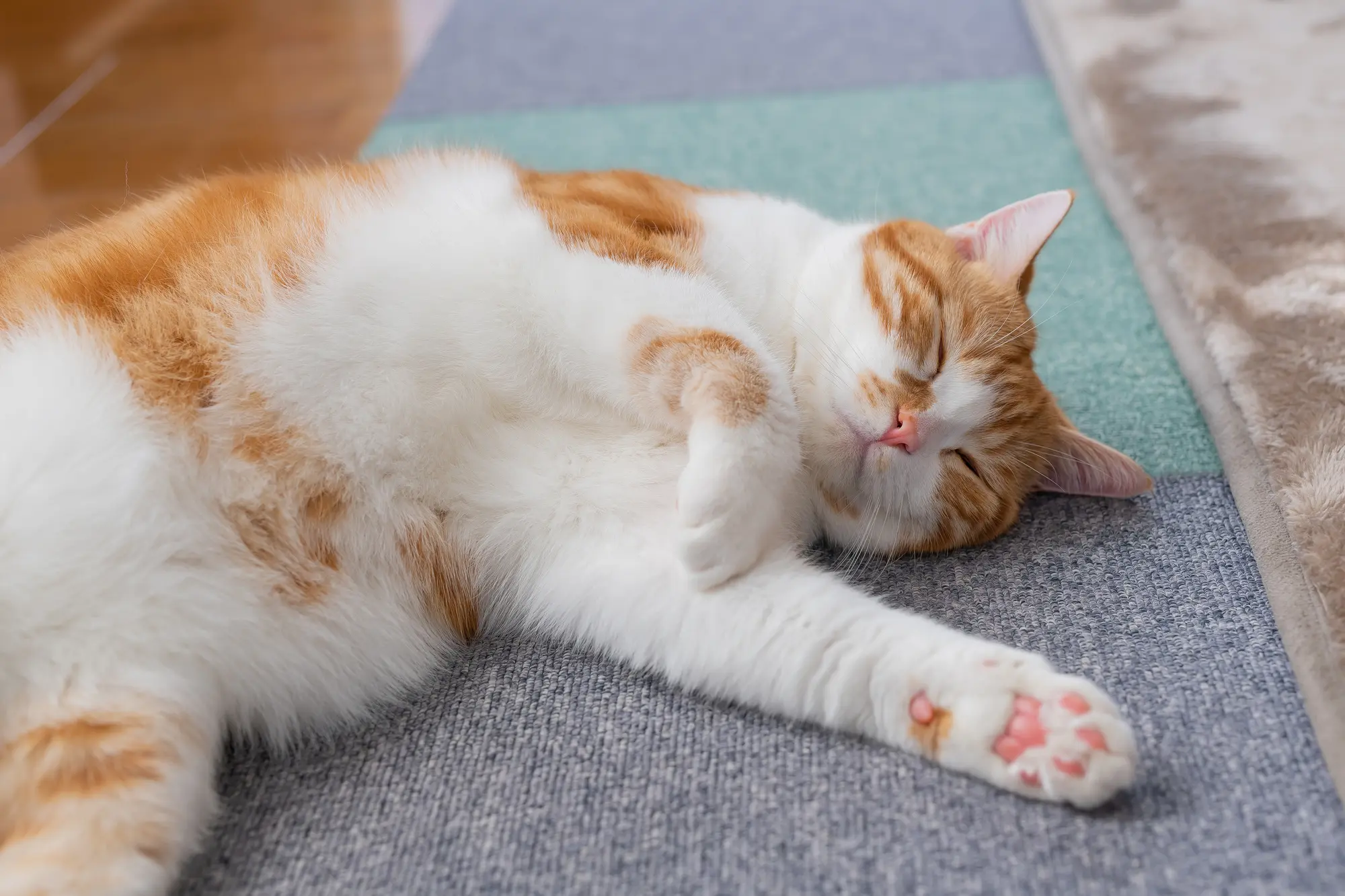 猫用 ホット カーペット おすすめ