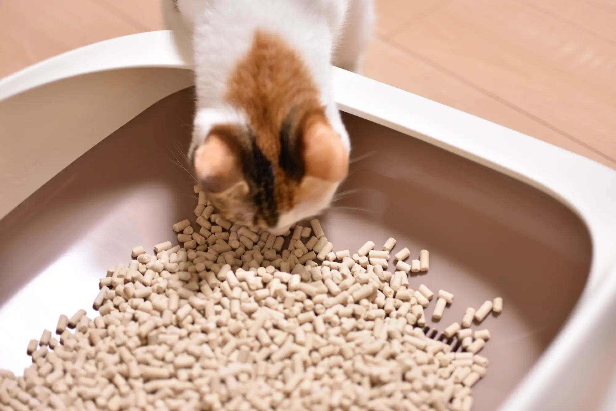猫 システムトイレ 砂 おすすめ