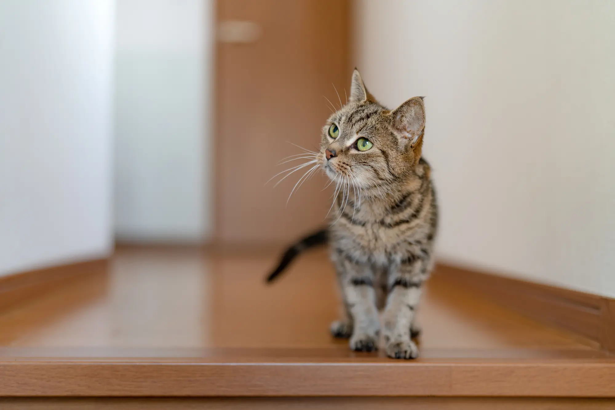 猫 壁 爪とぎ防止 100均