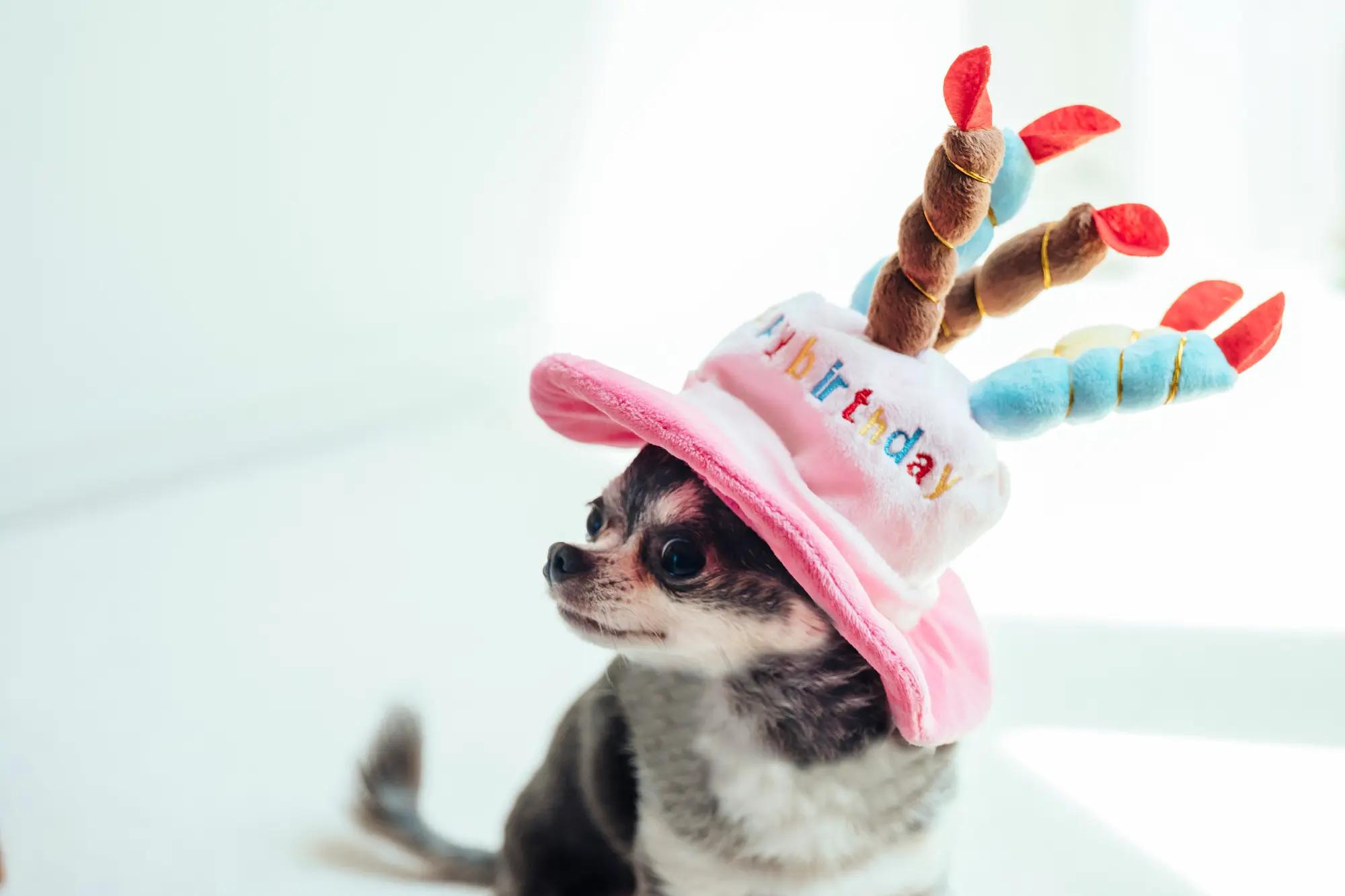 犬の誕生日 グッズ