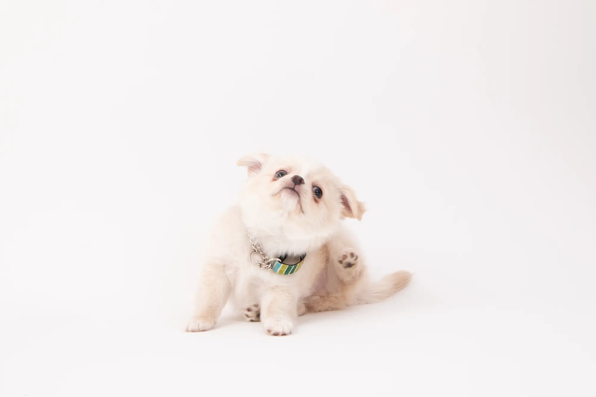 犬 首輪 つけっぱなし
