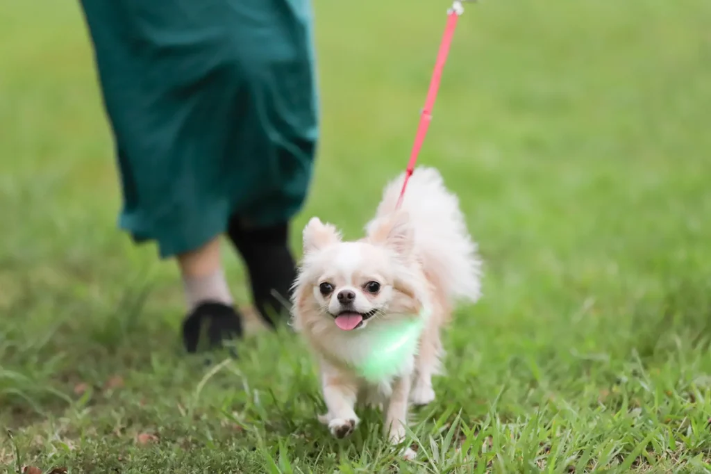 犬 首輪 ライト