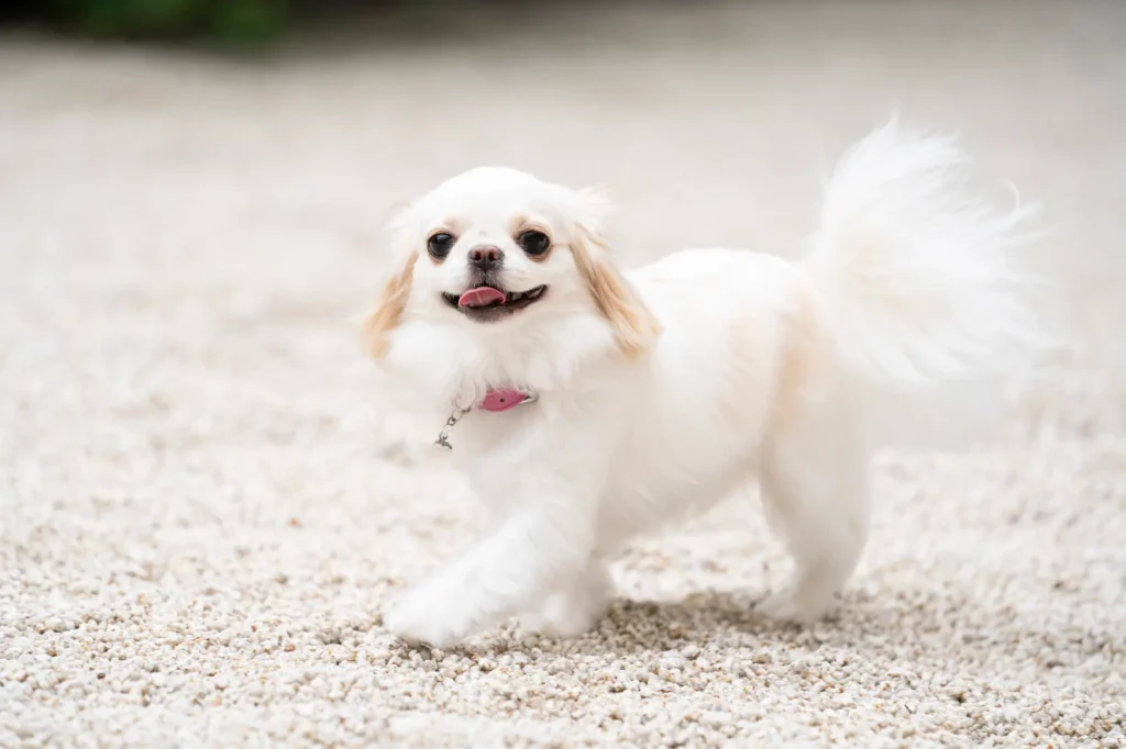 犬 首輪 負担少ない