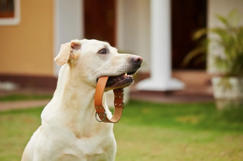 犬 首輪 名前入り