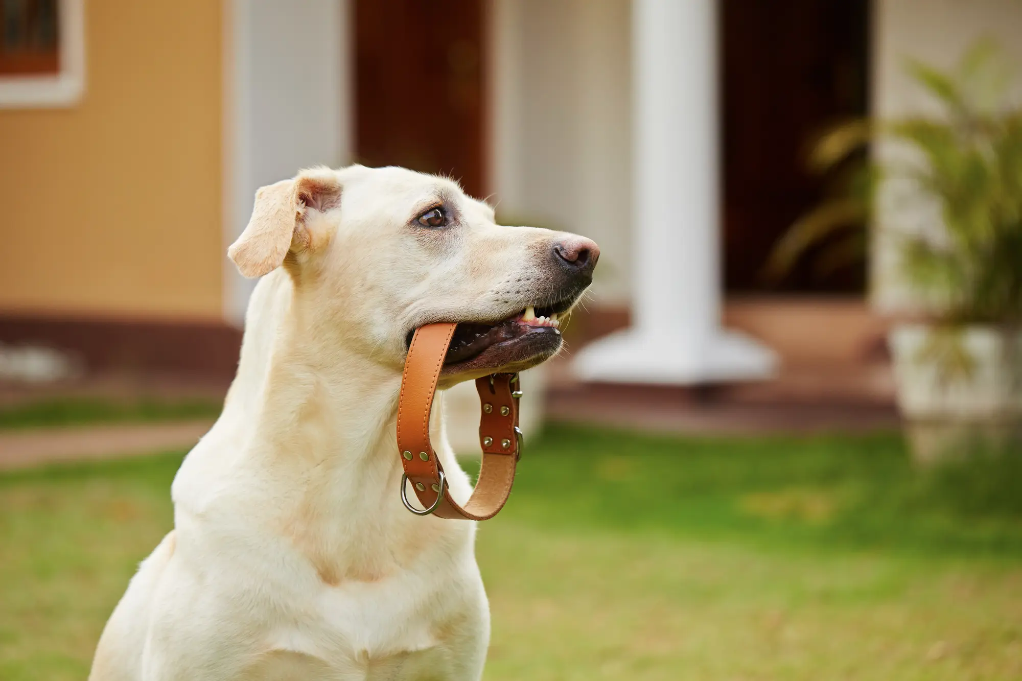 犬 首輪 名前入り
