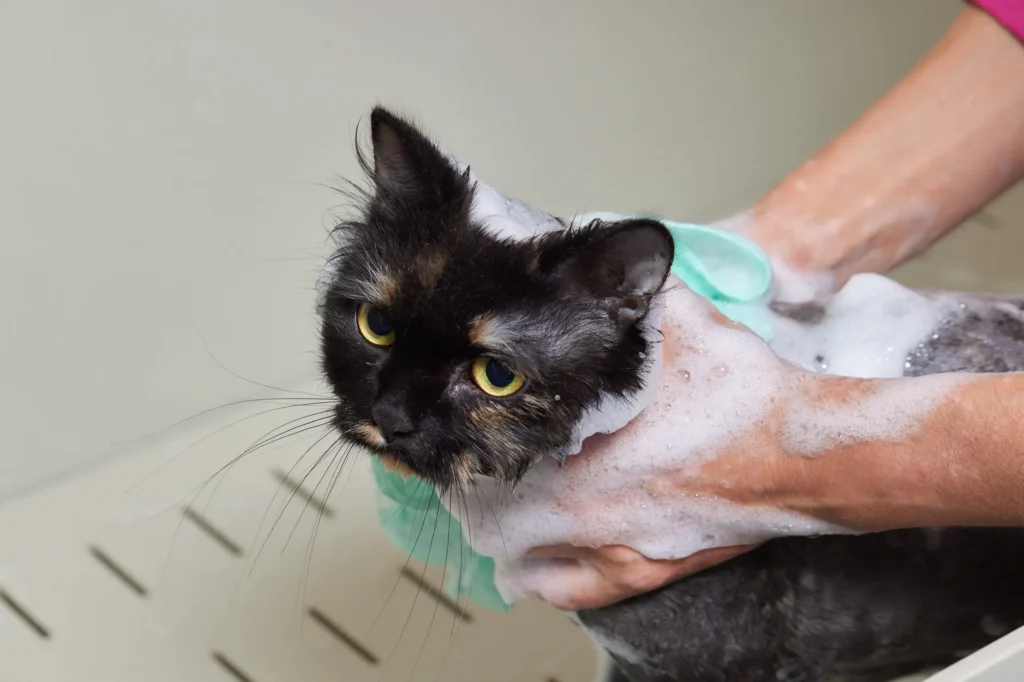 猫 お風呂 暴れない方法