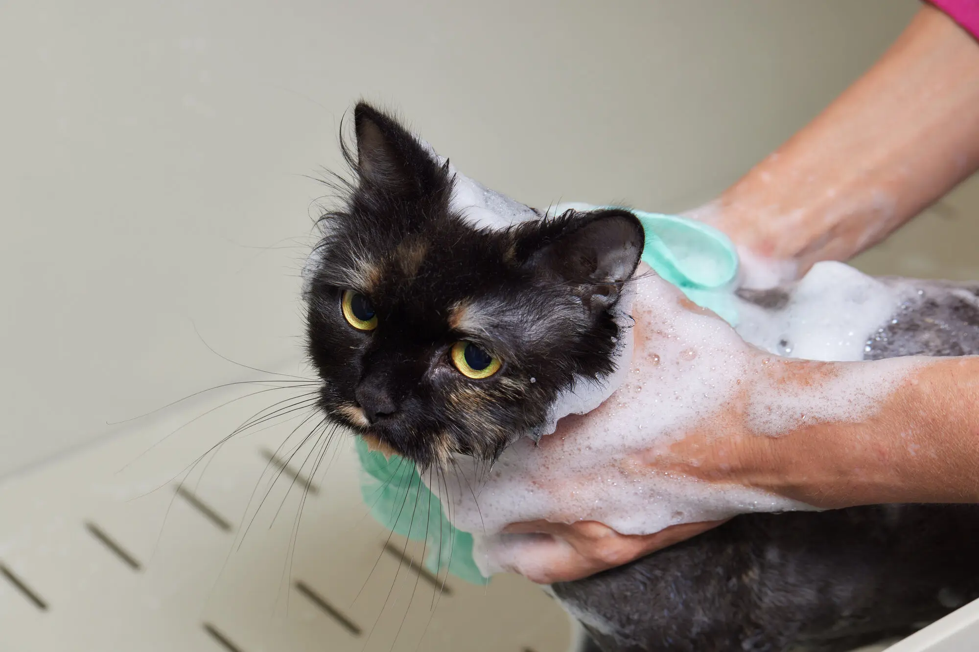 猫 お風呂 暴れない方法