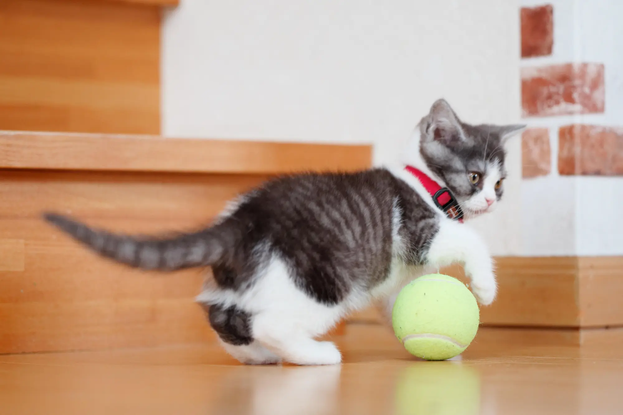 子猫 おもちゃ 一人遊び