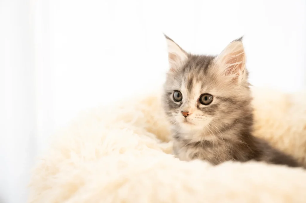 猫 ベッド かわいい