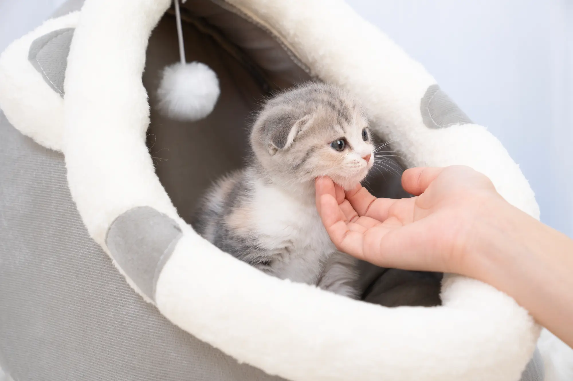 猫 ベッド いらない