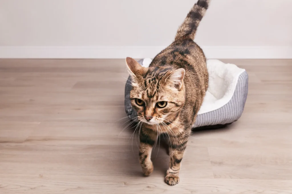 猫 ベッド おしゃれ