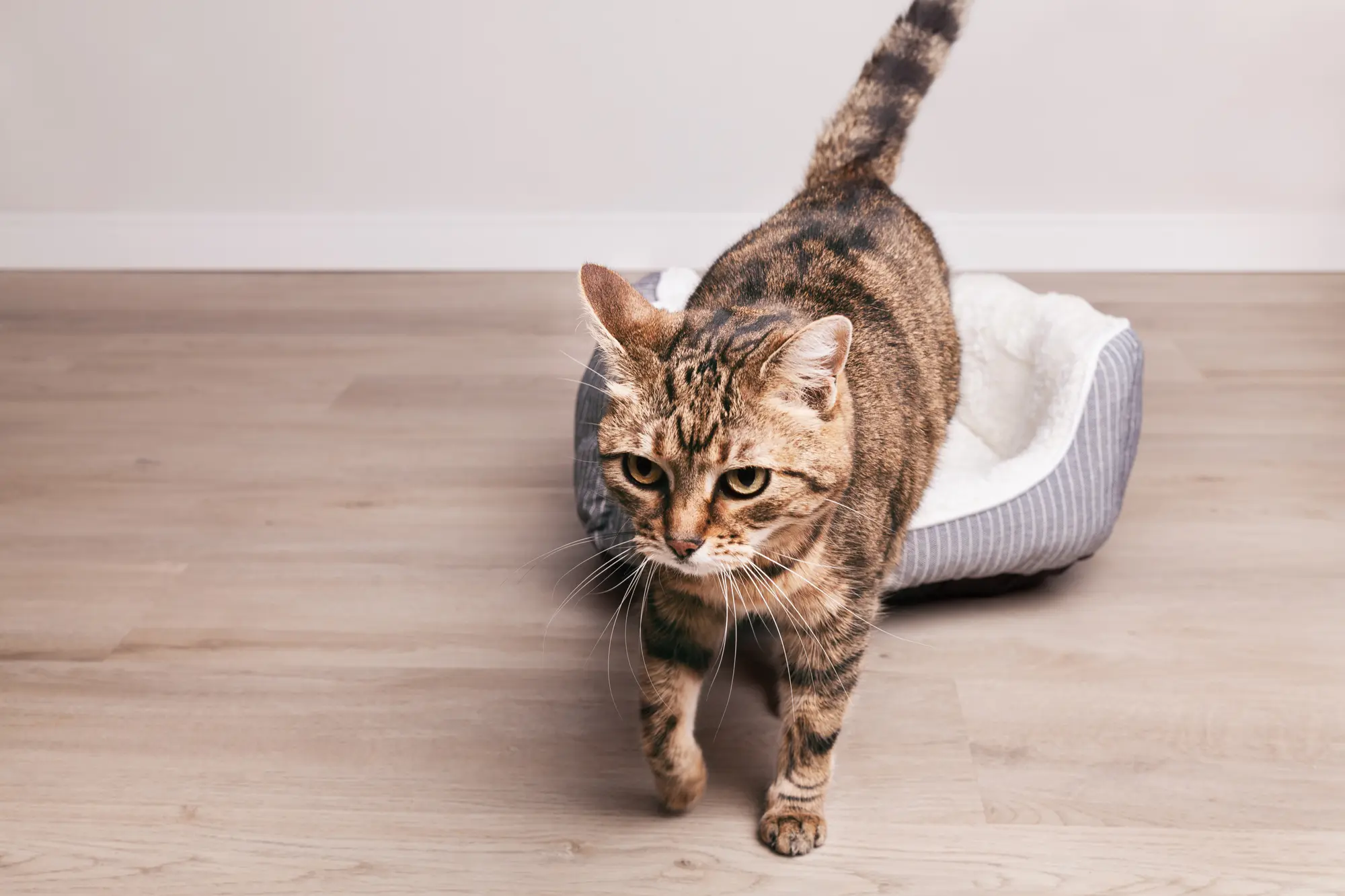 猫 ベッド おしゃれ