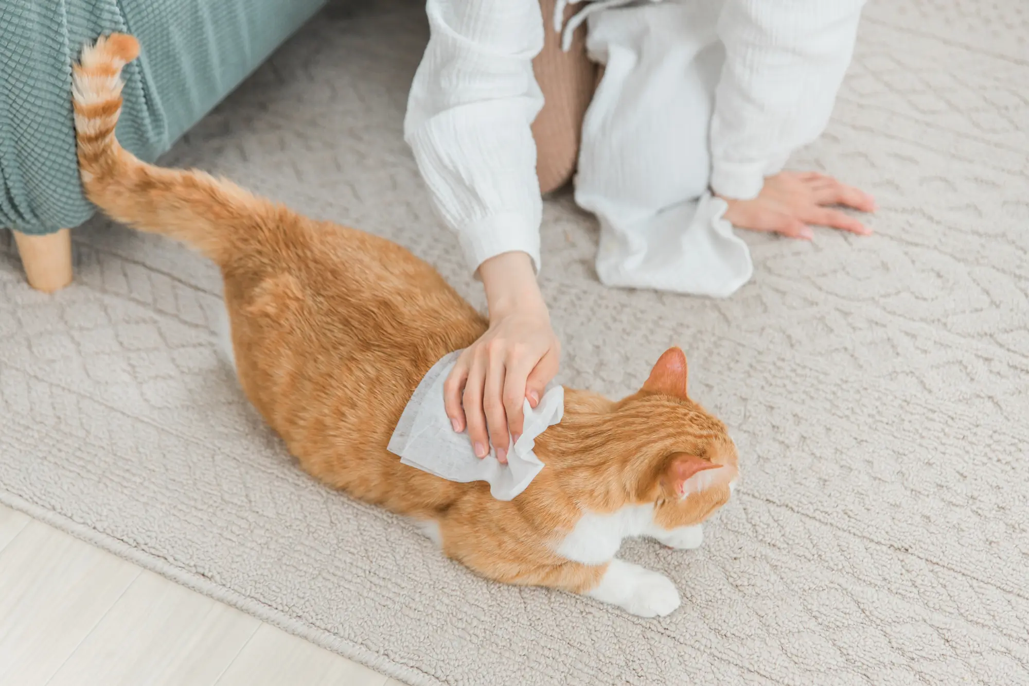 猫 体拭きシート おすすめ