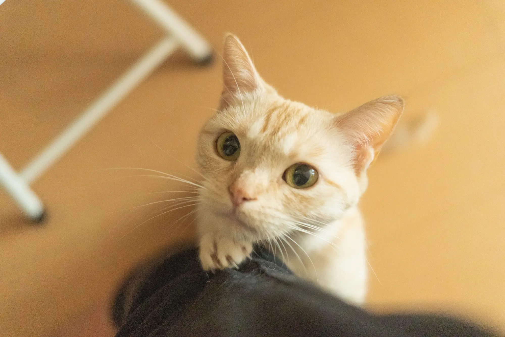 猫 甘えん坊すぎる