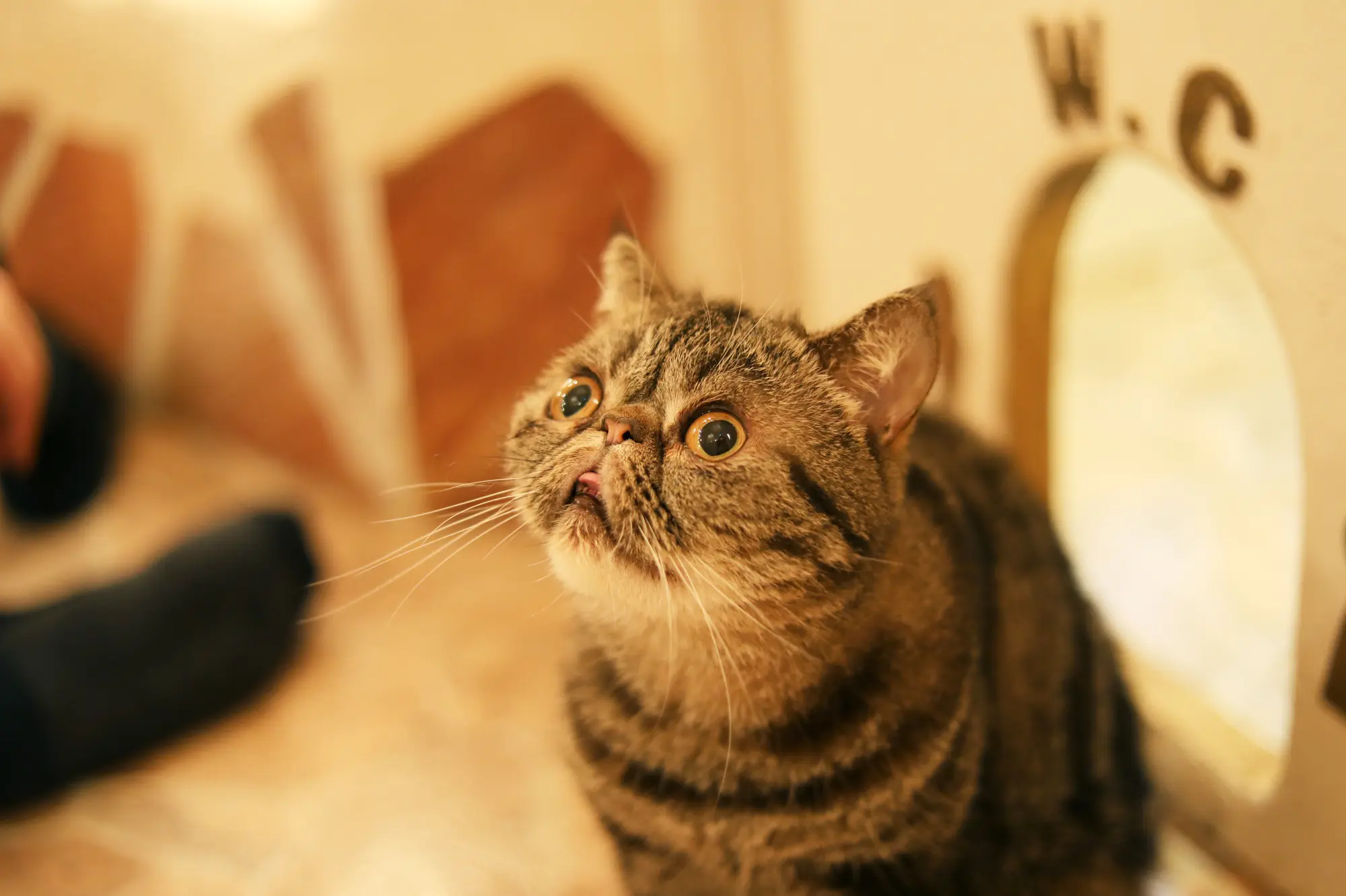 猫 システムトイレ デメリット